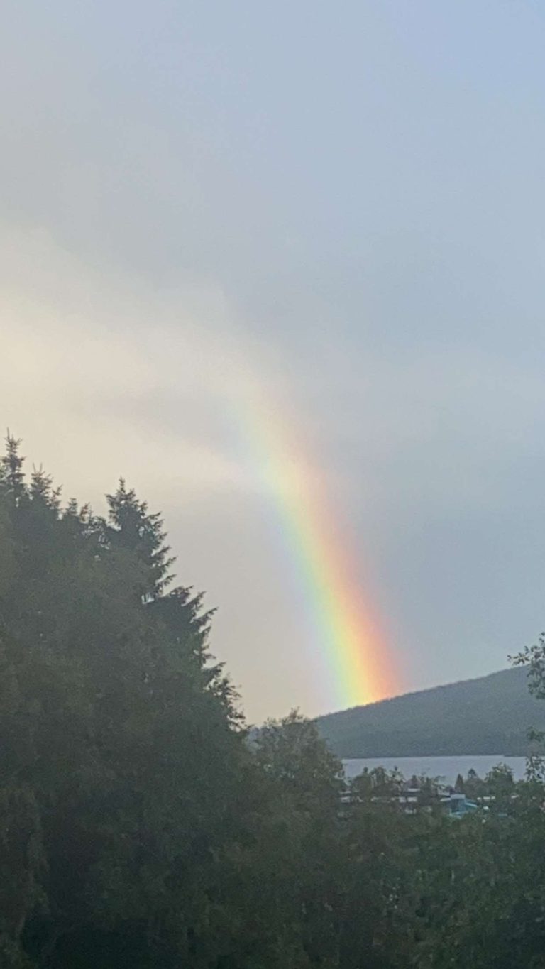 a bright rainbow in a slightly cloudy sky with a cluster of pine trees set to the left side