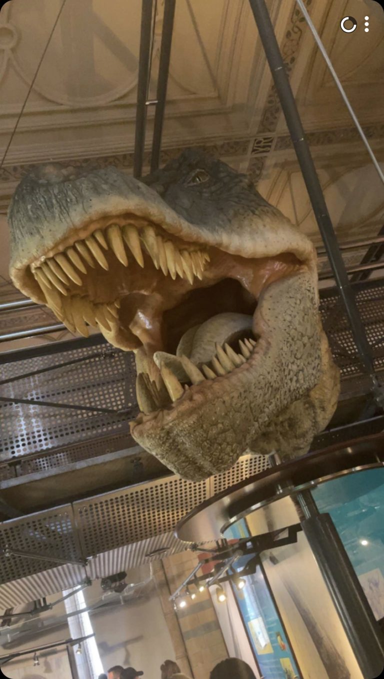 a close-up of the inside of a t-rex's mouth and teeth