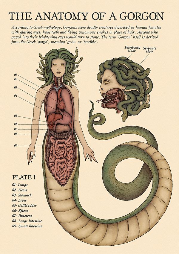 a diagram of a mythical gorgon with her midsection carved open