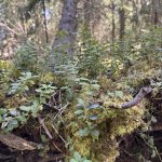 a lush green forest with a tree upended with new plants growing all around it with the sun shining brightly in the background