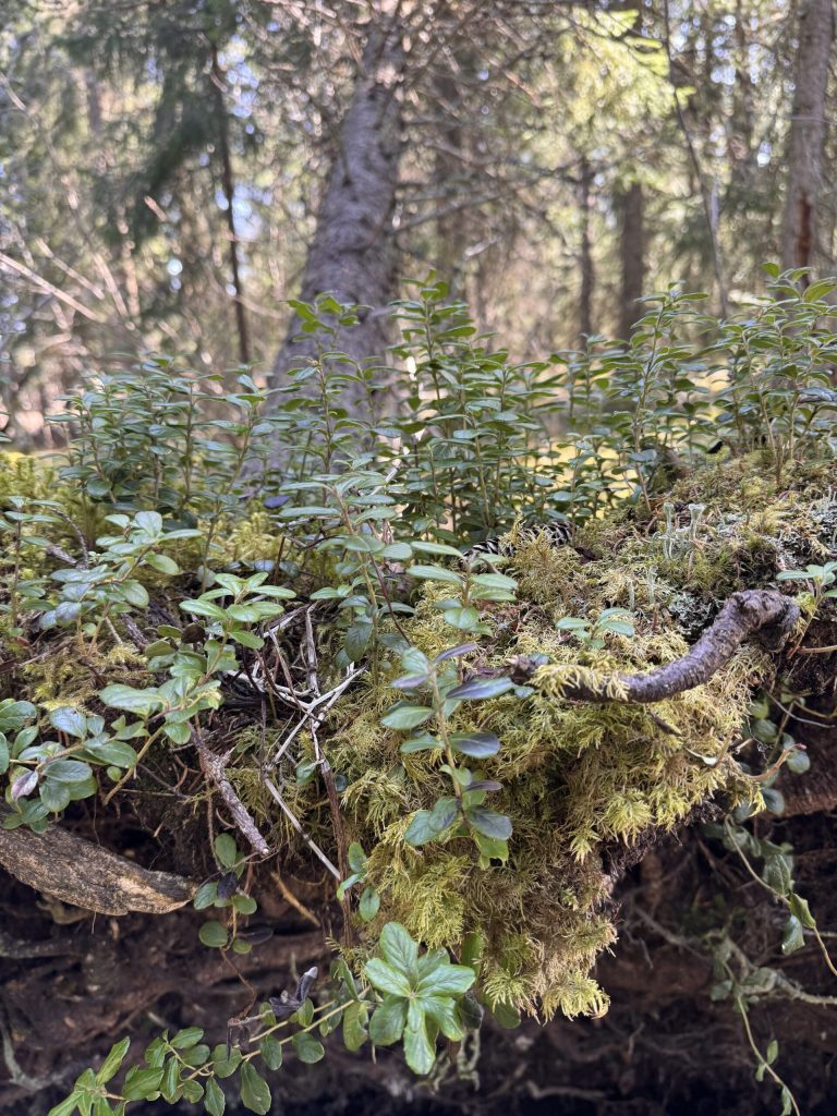 a lush green forest with a tree upended with new plants growing all around it with the sun shining brightly in the background