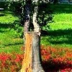 The Survivor in the Stump