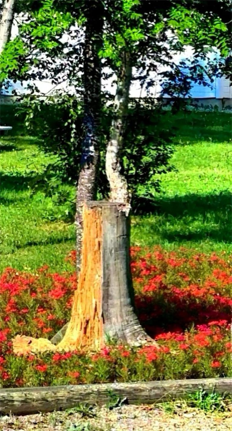The Survivor in the Stump