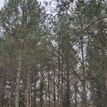 Out in the woods