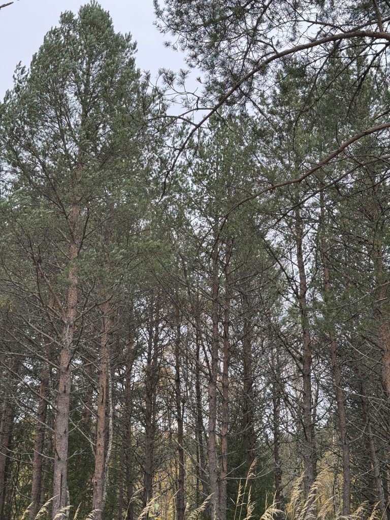 Out in the woods