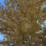 Autumn Leaves