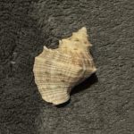 She sell sea shells on the shore.