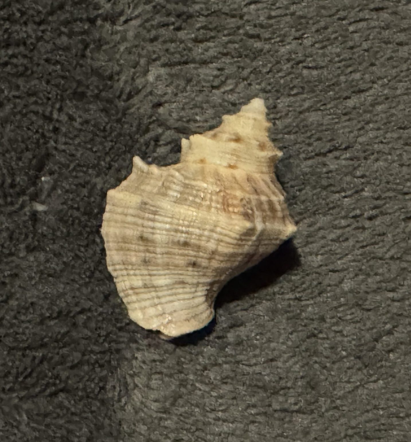 She sell sea shells on the shore.