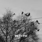 The Crows Start Standing Closer Together