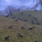 A Crow Asks If I’ve ‘Heard of Unions’