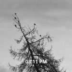 The Crows Distribute Pamphlets (Verbally)