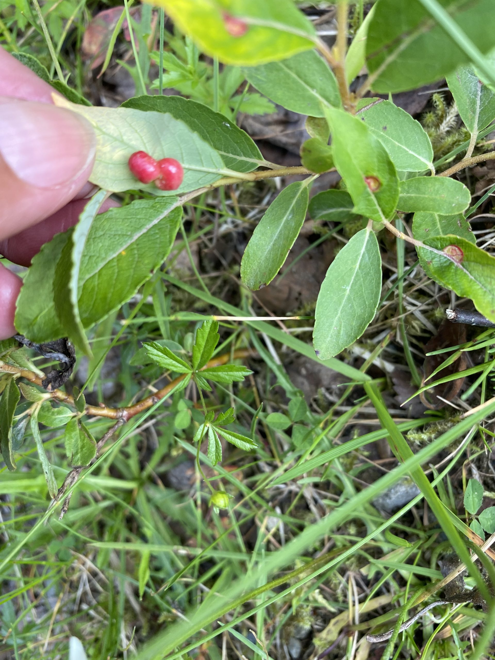 Did you make any choices