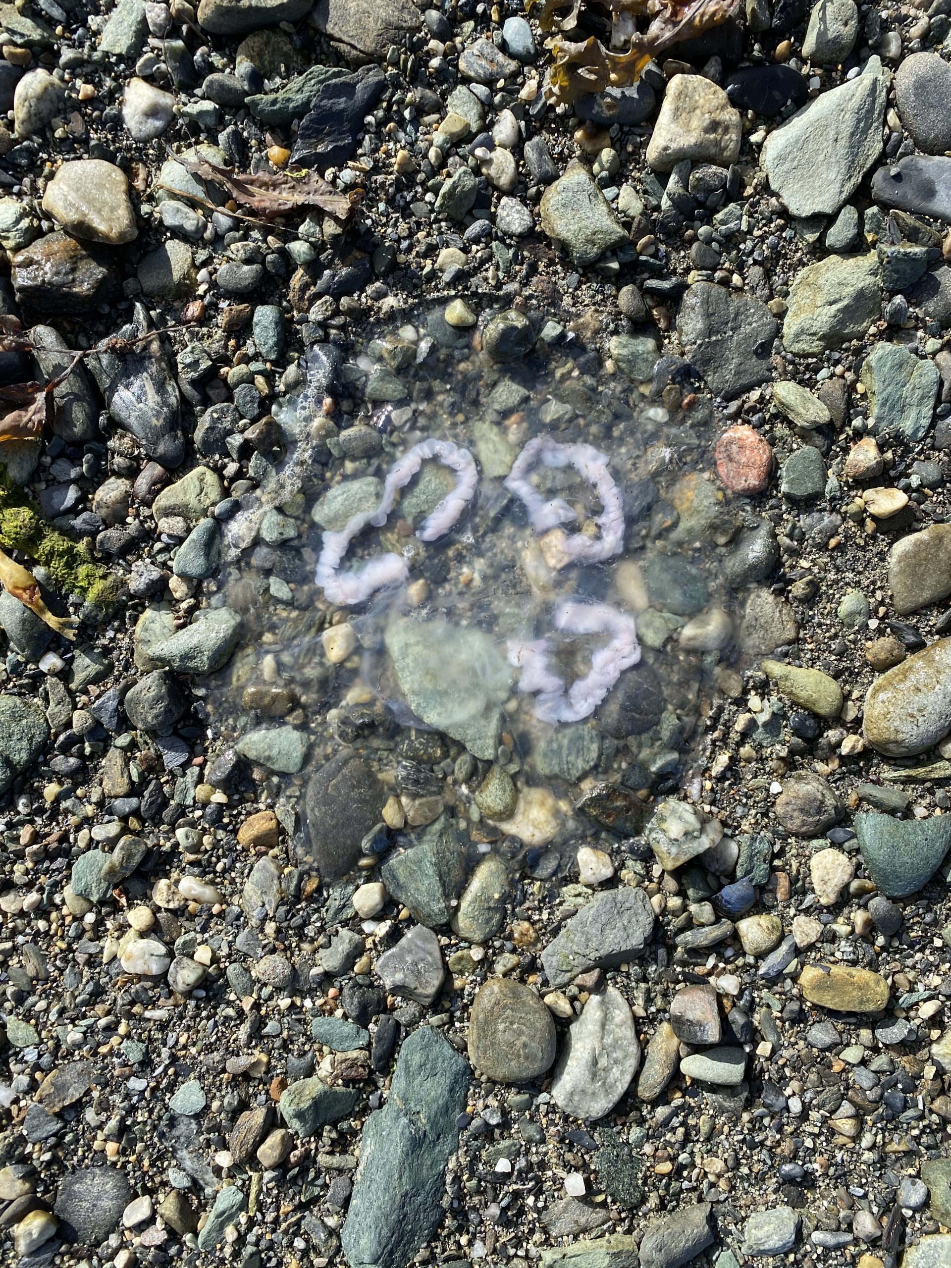 Insectile Whisper Coils