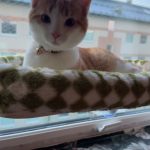 Now you salsa mittens