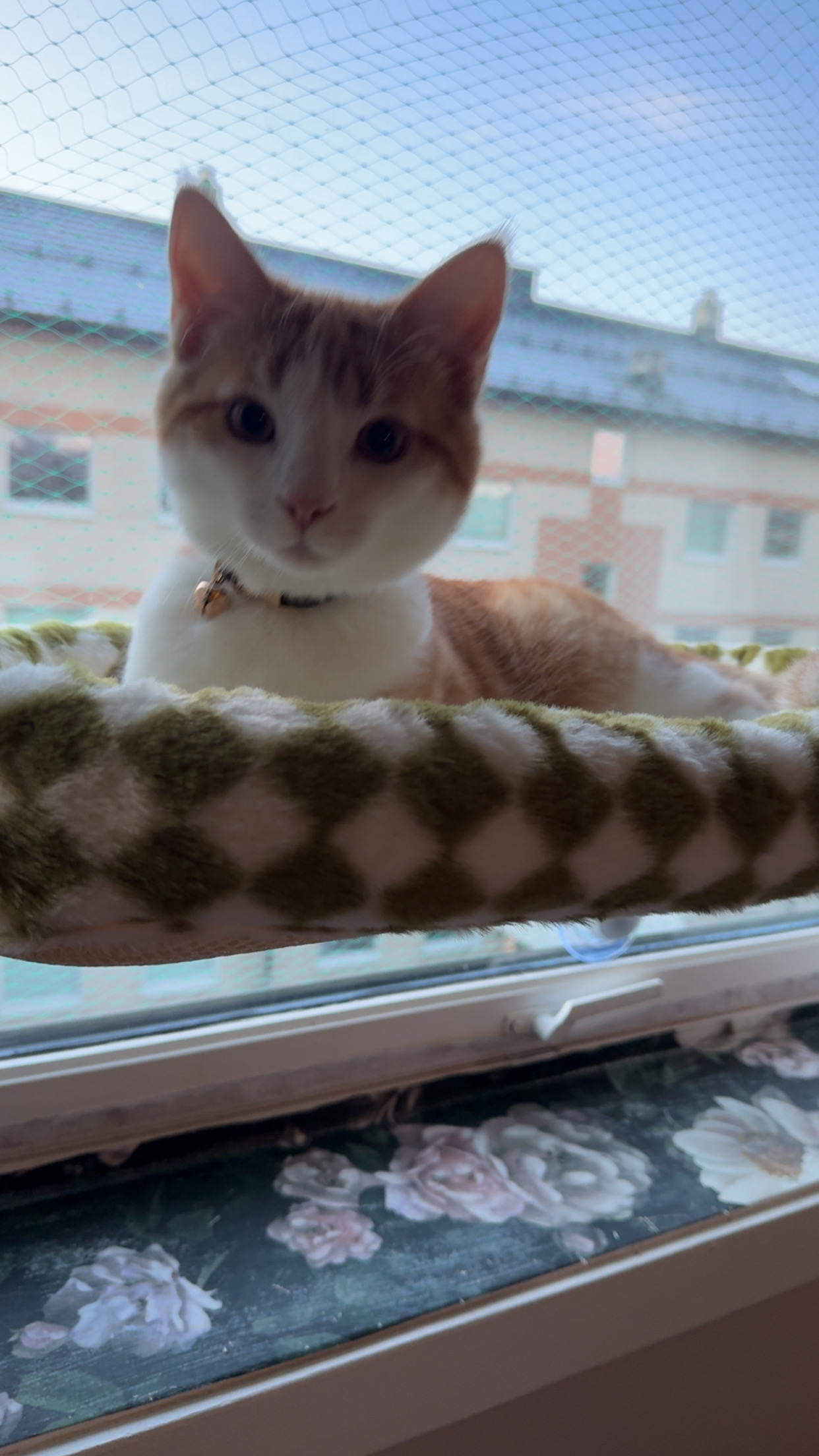 Now you salsa mittens